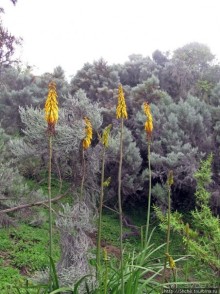 Вулкан Меру. Дождевой лес. Между 2500 и 3500 м. день 2