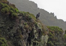 Вулкан Меру. Дождевой лес. Между 2500 и 3500 м. день 2