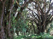 Вулкан Меру. Дождевой лес. Между 2500 и 3500 м. день 2