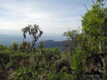 Вулкан Меру. Дождевой лес. Между 2500 и 3500 м. день 2