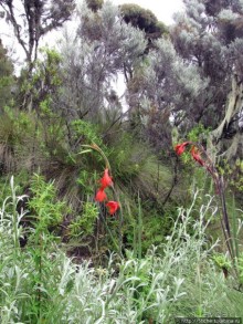 Вулкан Меру. Дождевой лес. Между 2500 и 3500 м. день 2