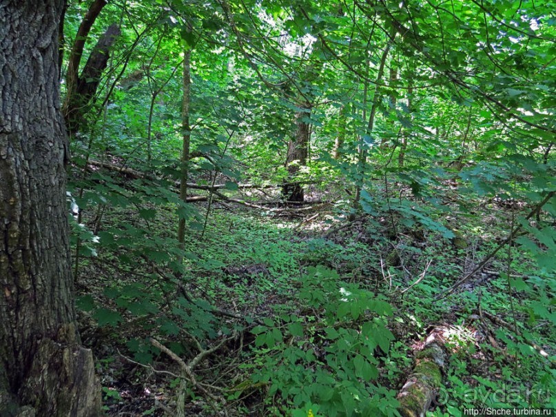 Есть лес, и есть опушка... и будет здесь избушка