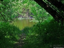 Есть лес, и есть опушка... и будет здесь избушка