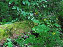 Есть лес, и есть опушка... и будет здесь избушка