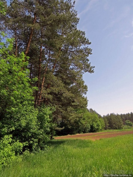 Есть лес, и есть опушка... и будет здесь избушка