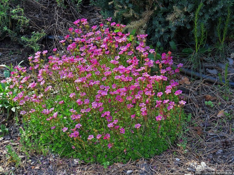 Есть лес, и есть опушка... и будет здесь избушка