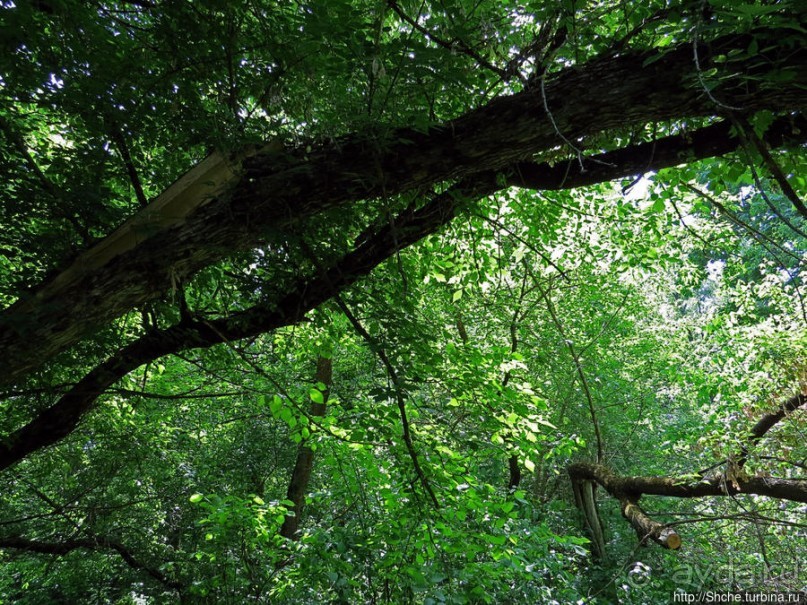 Есть лес, и есть опушка... и будет здесь избушка