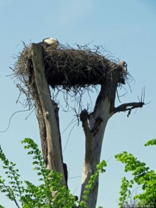 Есть лес, и есть опушка... и будет здесь избушка