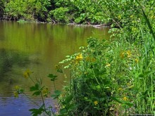 Есть лес, и есть опушка... и будет здесь избушка