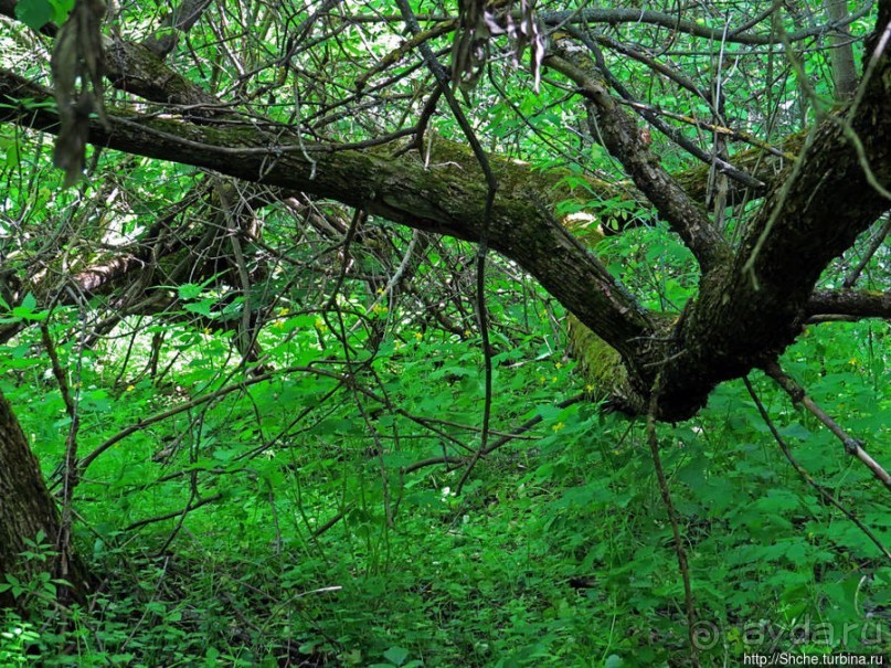 Есть лес, и есть опушка... и будет здесь избушка