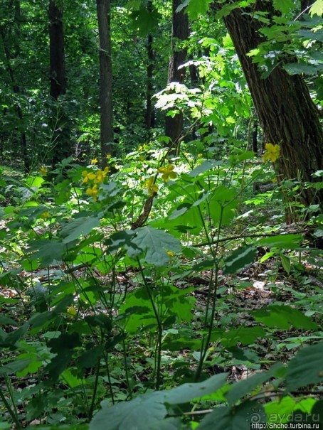 Есть лес, и есть опушка... и будет здесь избушка