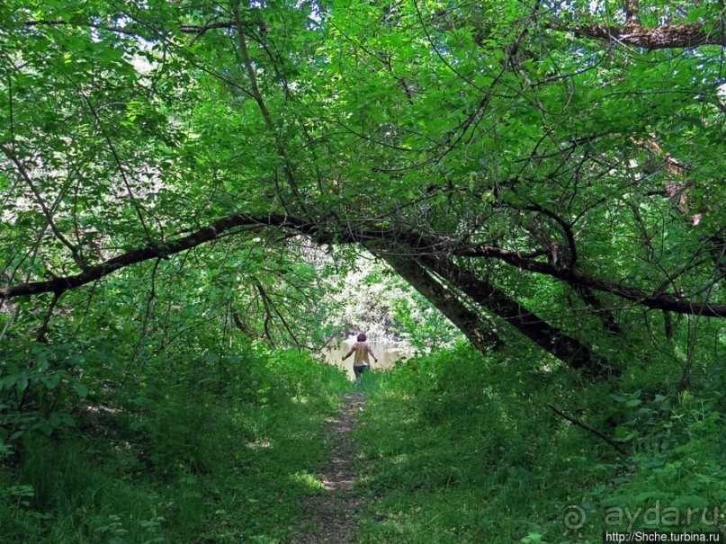 Есть лес, и есть опушка... и будет здесь избушка