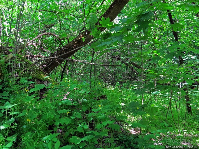 Есть лес, и есть опушка... и будет здесь избушка