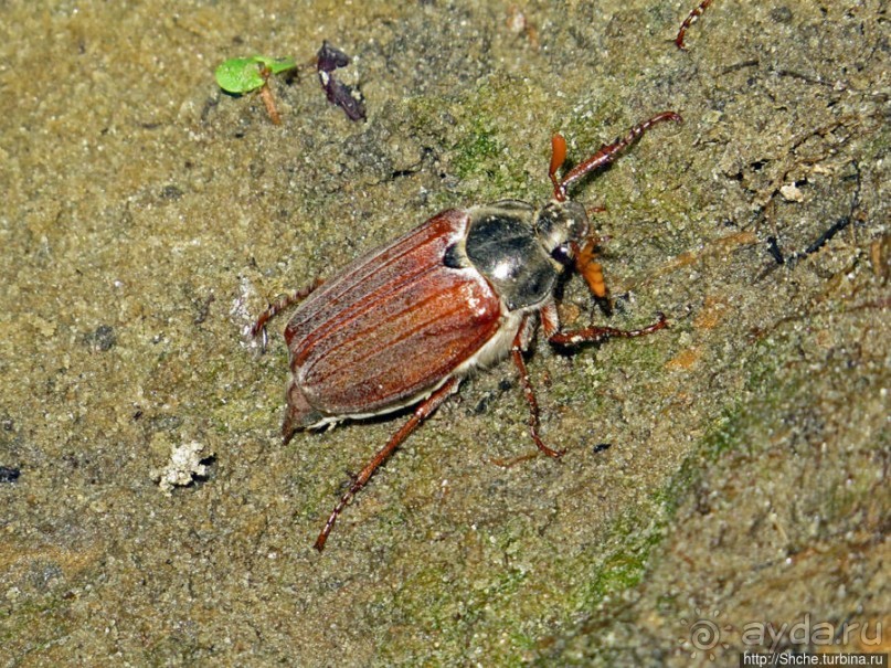 Есть лес, и есть опушка... и будет здесь избушка