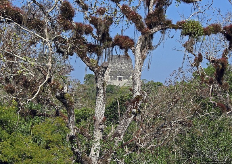 Тикаль. Пирамидальный Храм V