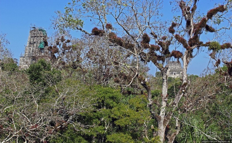 Тикаль. Пирамидальный Храм V