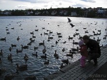 Тьёрнин — по-исландски просто "пруд"