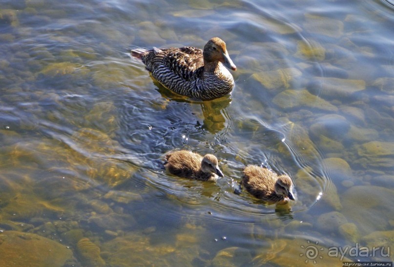 Тьёрнин — по-исландски просто "пруд" Тьёрнин — по-исландски просто "пруд"