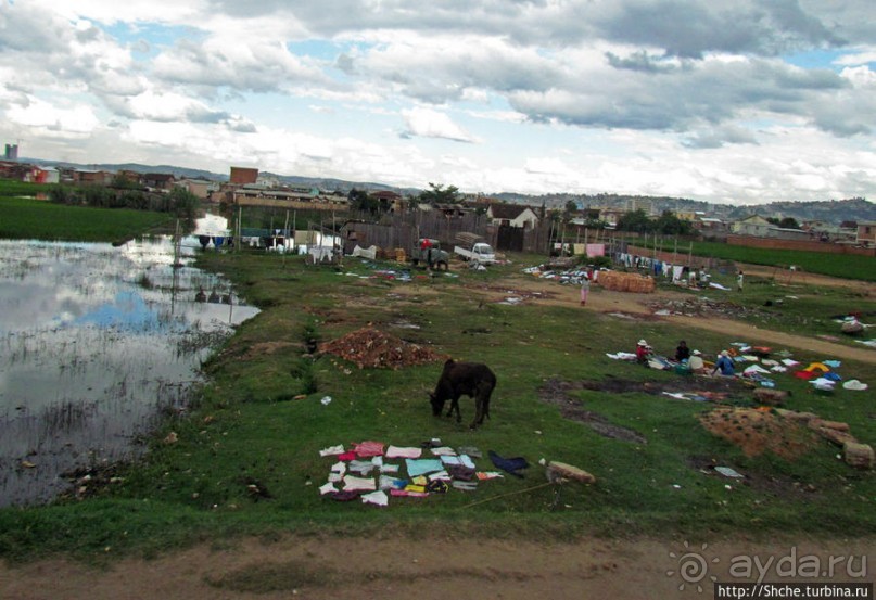 Мадагаскарский калейдоскоп. Большая стирка