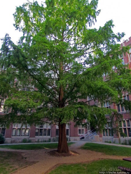 University of Toledo — один из крупнейших университетов США