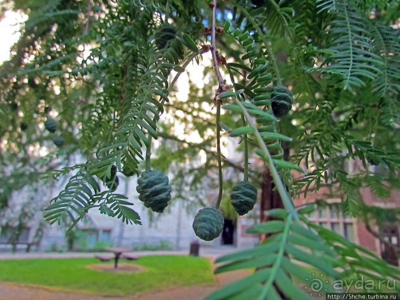 University of Toledo — один из крупнейших университетов США