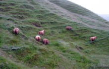 Альбом отзыва "Skogafoss- "компактный и мощный", один из символов Исландии"