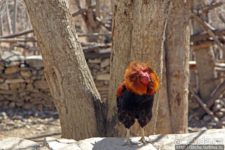 "Эх Самар ох городок..." Эталон тибетского градостроительста