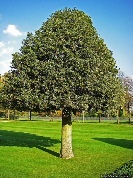 Дворцово-парковый ансамбль Хэмптон Корт