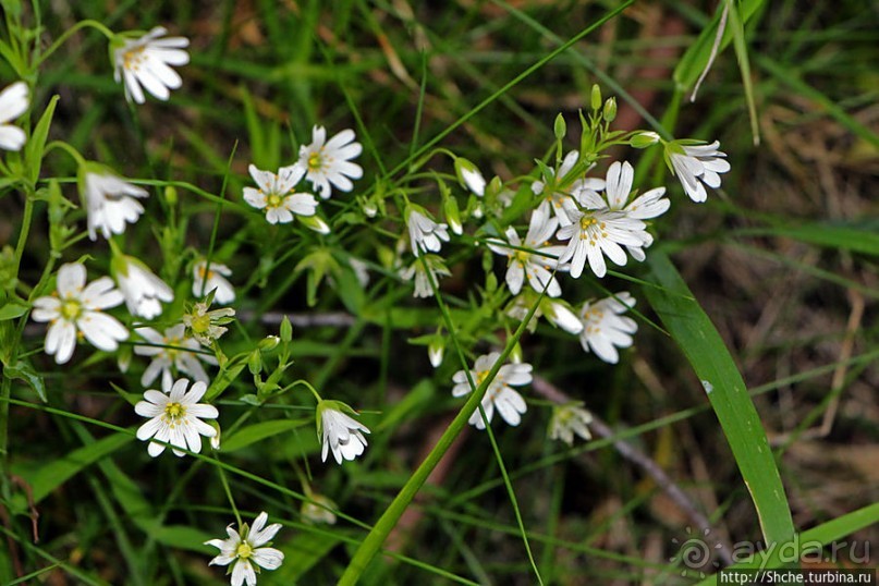 Вечером на природе в окрестностях Гатвика. Сельская идиллия