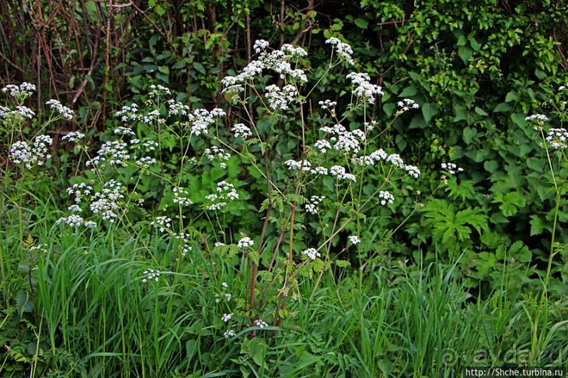 Вечером на природе в окрестностях Гатвика. Сельская идиллия