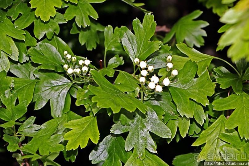 Вечером на природе в окрестностях Гатвика. Сельская идиллия