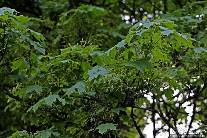 Вечером на природе в окрестностях Гатвика. Сельская идиллия