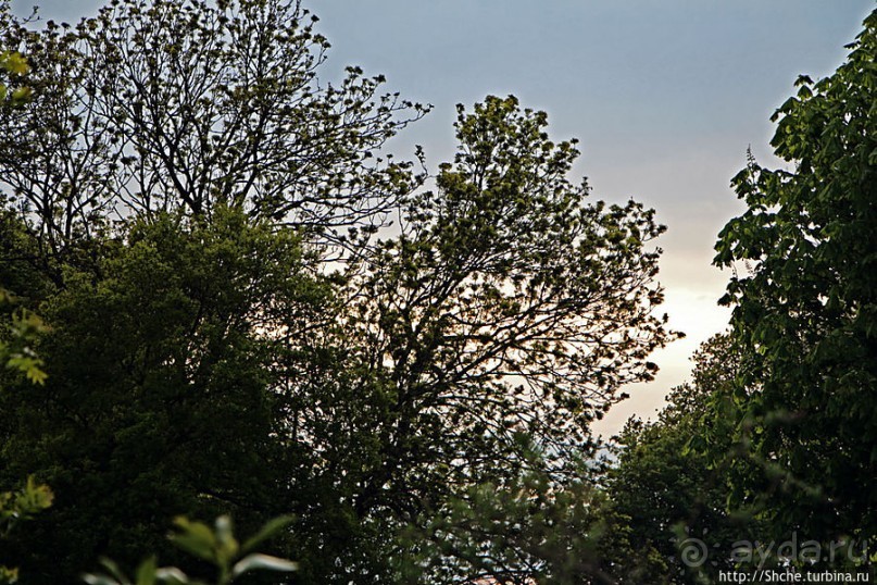 Вечером на природе в окрестностях Гатвика. Сельская идиллия