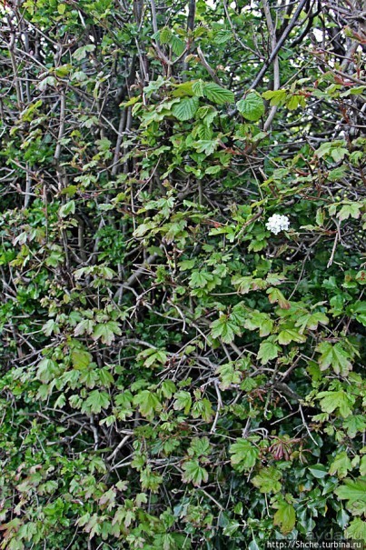 Вечером на природе в окрестностях Гатвика. Сельская идиллия