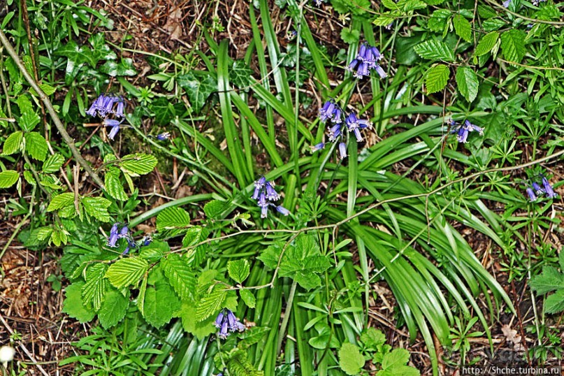Вечером на природе в окрестностях Гатвика. Сельская идиллия