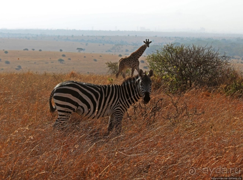 Жирафы на фоне небоскребов и уши львицы