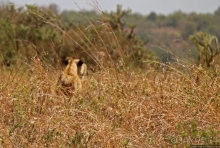 Жирафы на фоне небоскребов и уши львицы