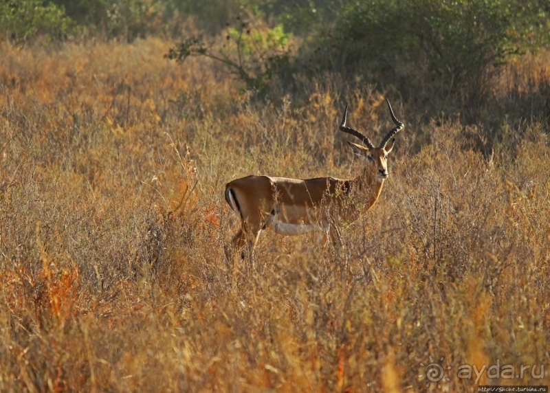 Жирафы на фоне небоскребов и уши львицы