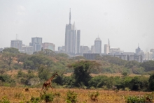 Жирафы на фоне небоскребов и уши львицы