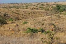 Жирафы на фоне небоскребов и уши львицы