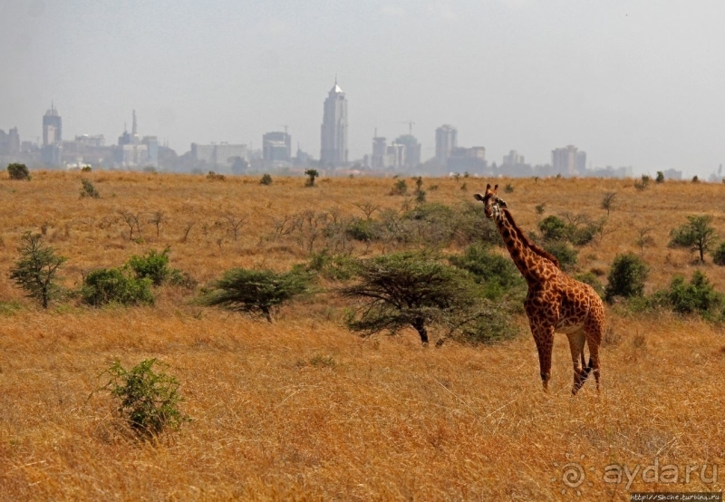 Жирафы на фоне небоскребов и уши львицы