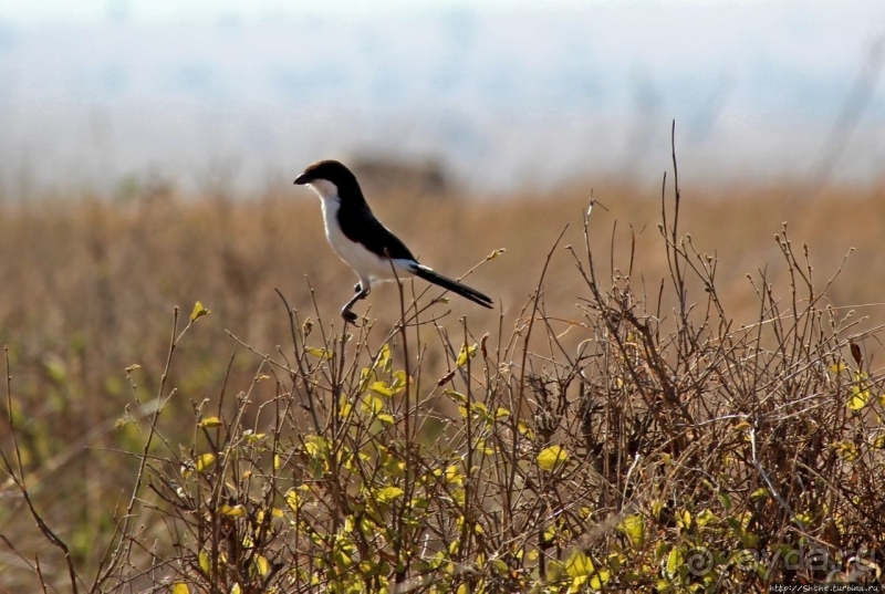 Жирафы на фоне небоскребов и уши львицы