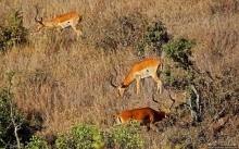 Жирафы на фоне небоскребов и уши львицы
