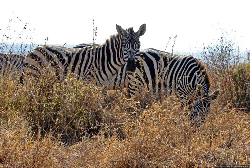 Жирафы на фоне небоскребов и уши львицы