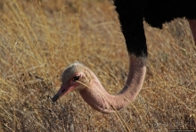 Жирафы на фоне небоскребов и уши львицы