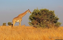 Жирафы на фоне небоскребов и уши львицы