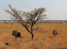 Жирафы на фоне небоскребов и уши львицы