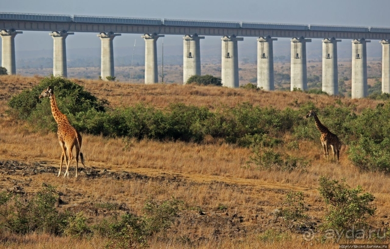 Жирафы на фоне небоскребов и уши львицы