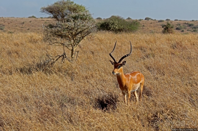Жирафы на фоне небоскребов и уши львицы