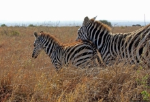 Жирафы на фоне небоскребов и уши львицы